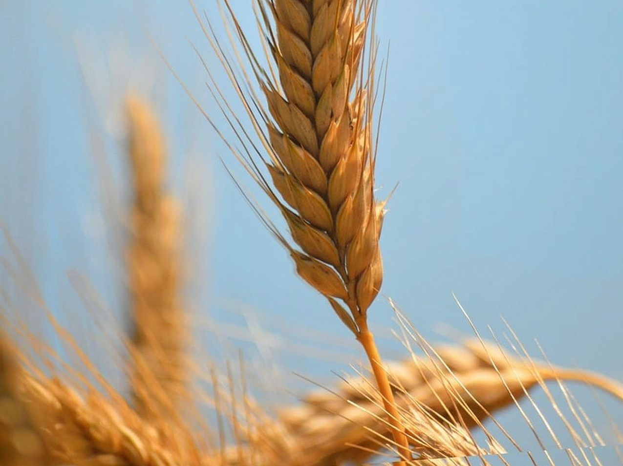 Productos naturales en mercados locales